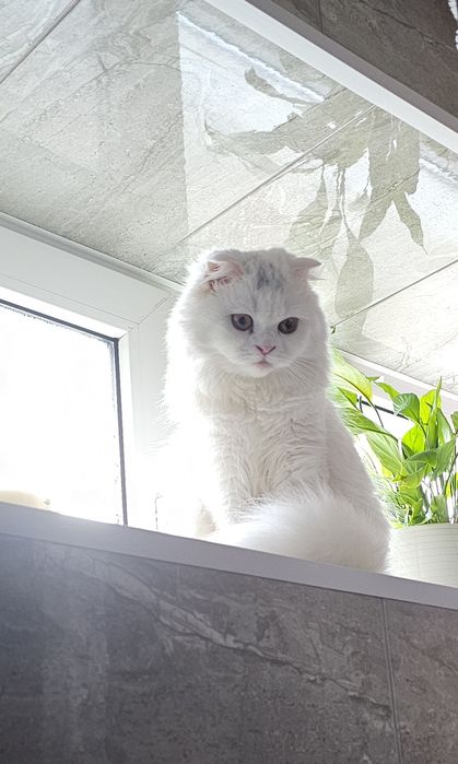 Шотландські кошенята бронь