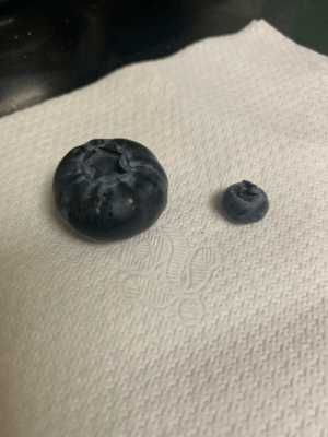 Mirtilo fruto GIGANTE - Promoção - Aproveite já