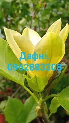 Большие МАГНОЛИИ а также фруктовые Яблуня Груша Слива Абрикоса Персик