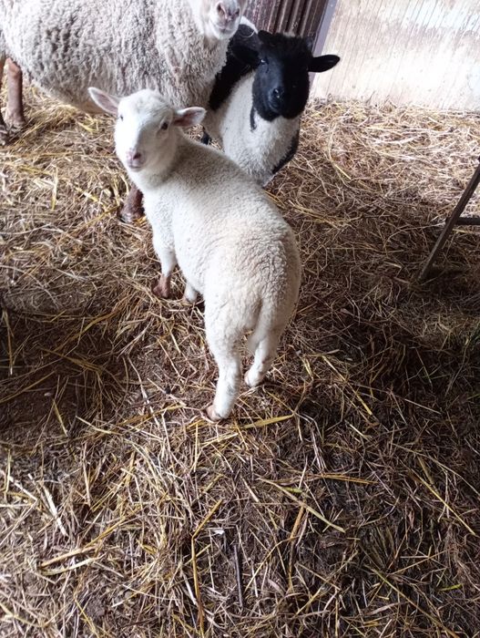 Borregos.              .