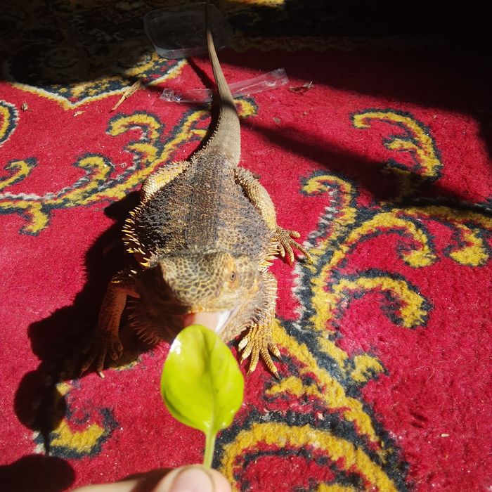 Agama brodata samica 4 lata