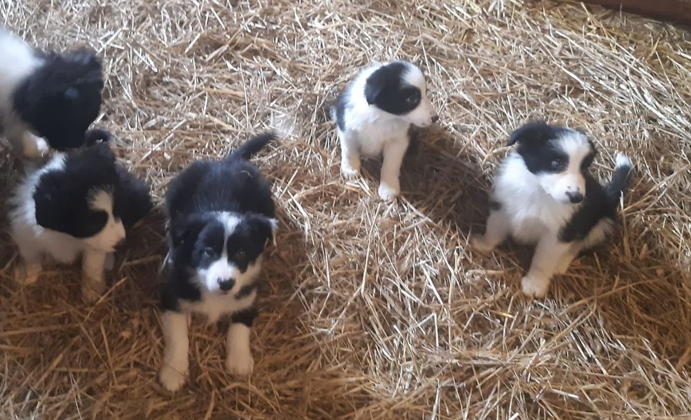 Border collie samiczka 8,5 tygodniowa z rodowodem.