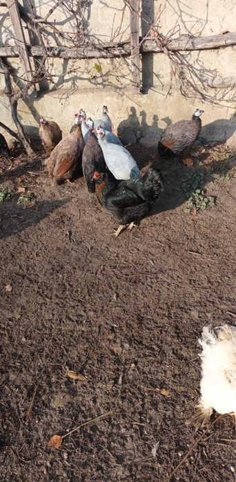 perliczki różne kolory