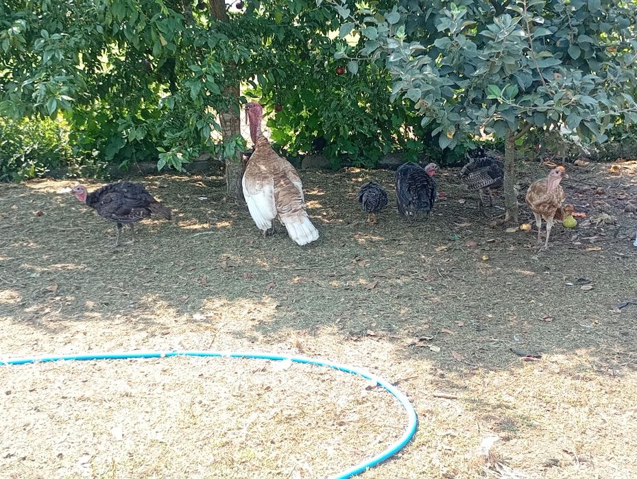 Perús jovens de várias ninhadas