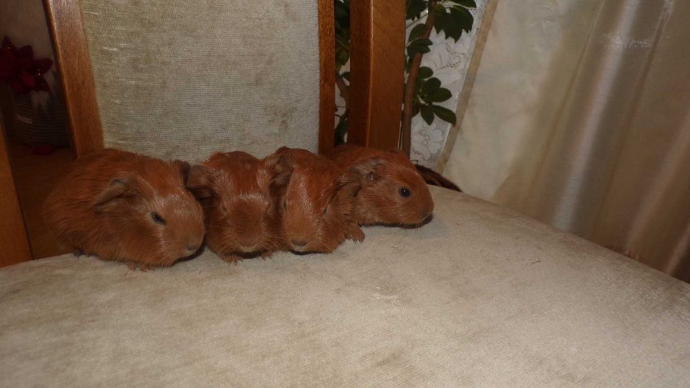 świnki  morskie rasowe gładkie  CREME, RUDE