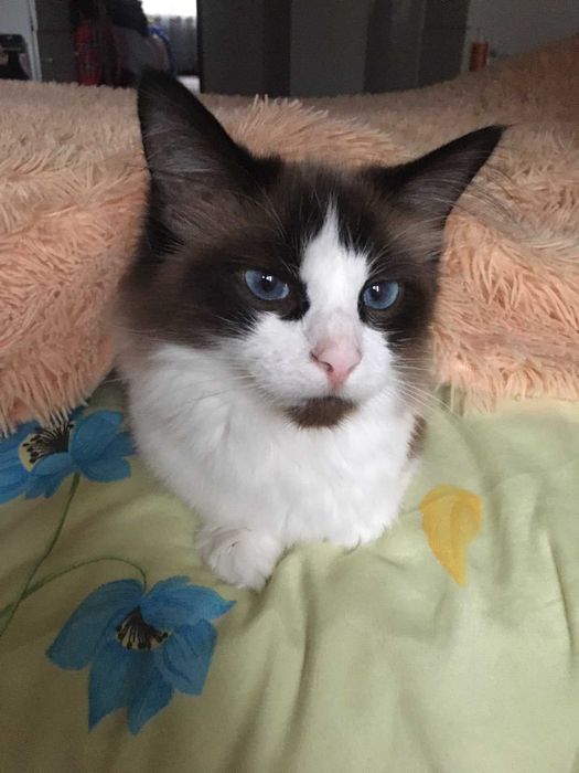 Регдолл.  Кішечка