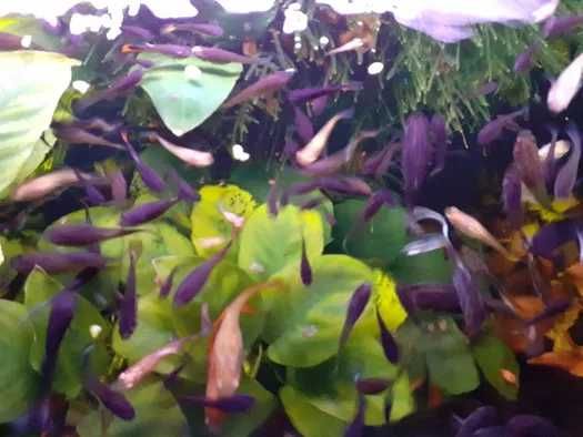 Guppyes 5 peixes
