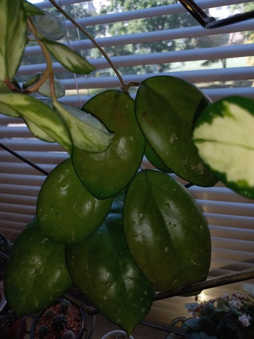 Хойї Ptiktai  і  Joy