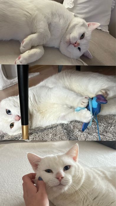 Zaginał biały kot z heterochromią