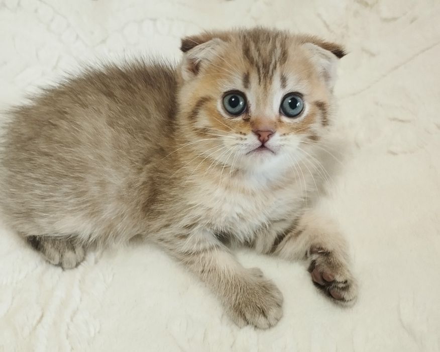 Шотландській скотіш фолд хлопчик