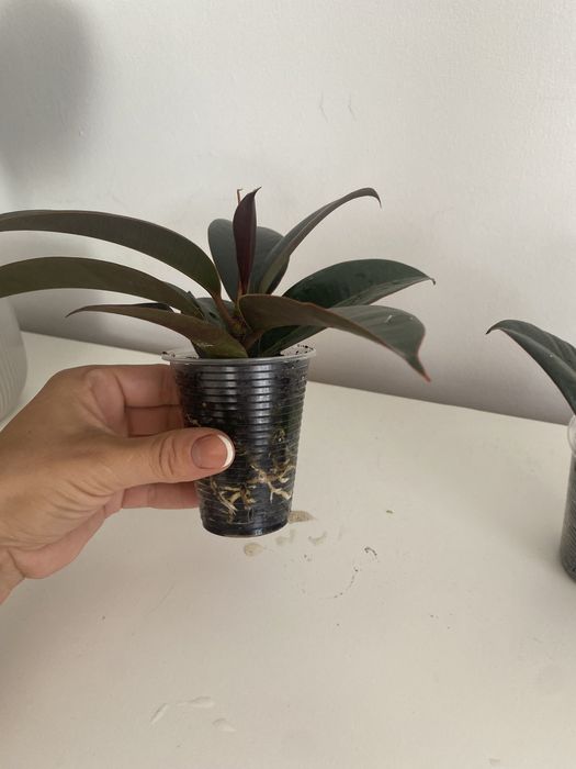 Фікус робуста еластік