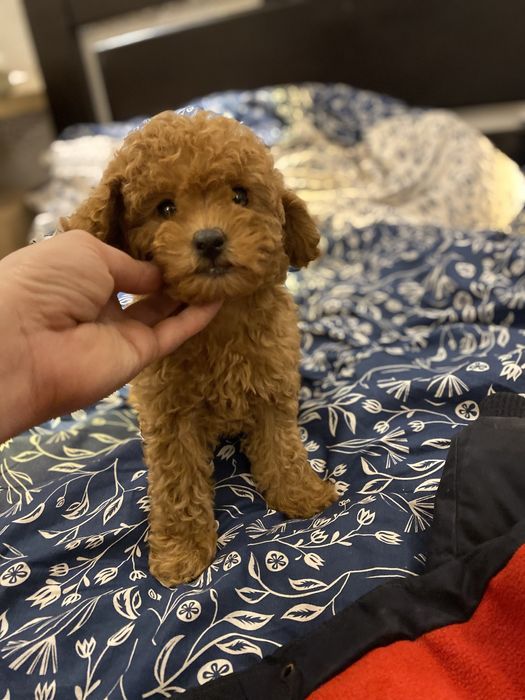 Мальчик мальтипу — идеальный компаньон.