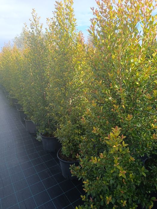 Vendo Eugénias vários tamanhos