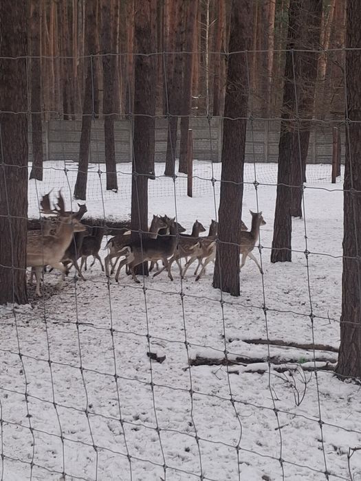 Daniele zeszłoroczne