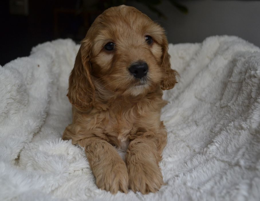 Cockapoo piesek KLEMENZ