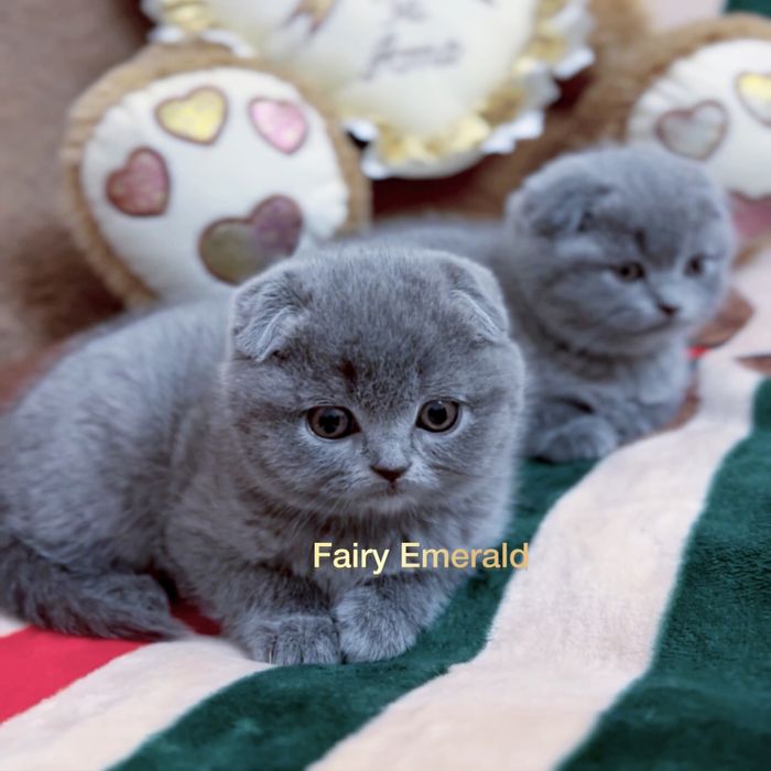 Кошенята синього забарвлення