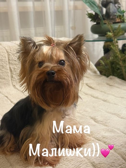 Продається дівчинка йорк від батька Чемпіона Украіни!