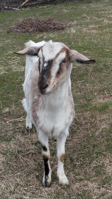 Продам козочку в хороші руки.Ціна 900 грн.(лише до 01.06.2025)