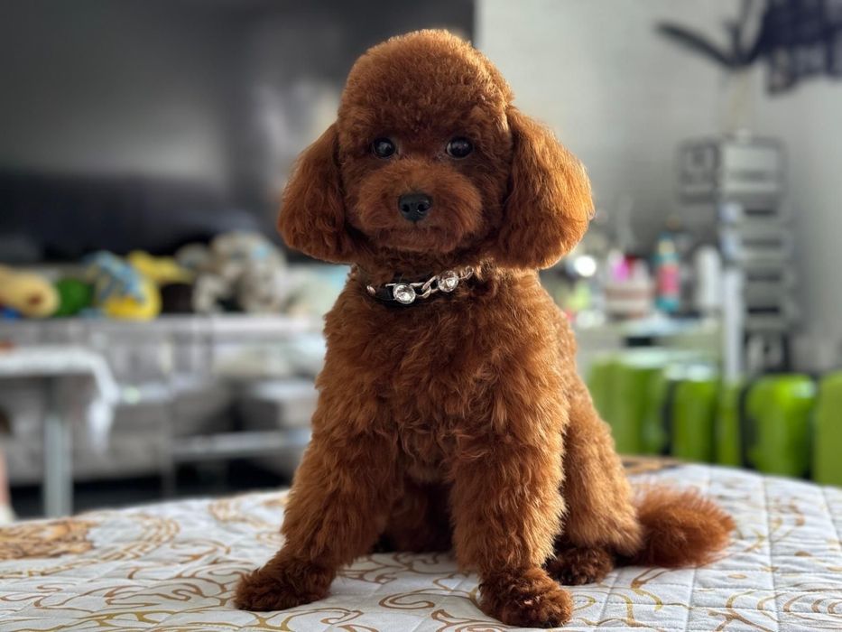 Pudel Toy chłopczyk