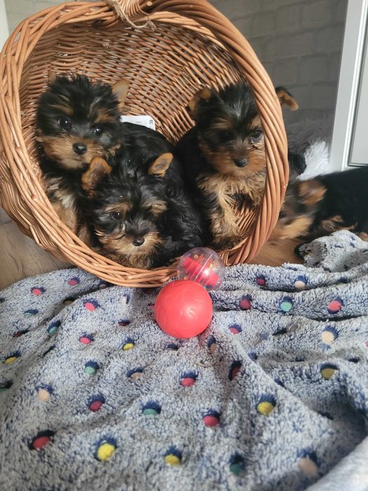 yorki chłopiec Warszawa york Yorkshire terrier