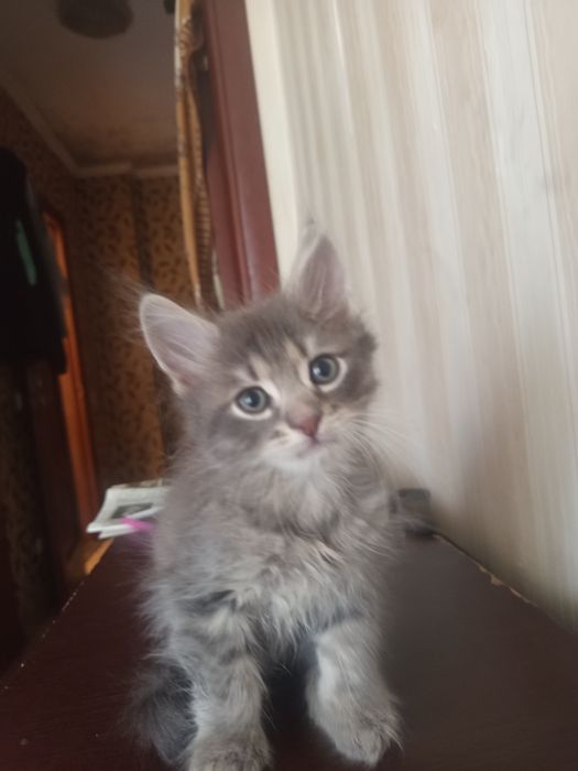 Отдам котят в хорошие руки