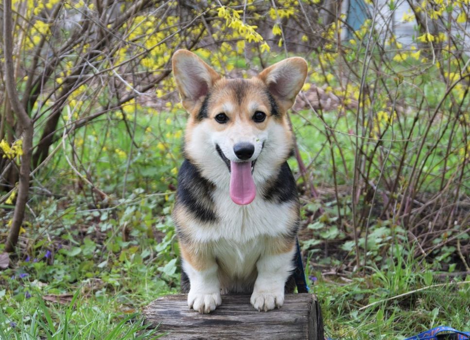 Вельш Коргі Пемброк
