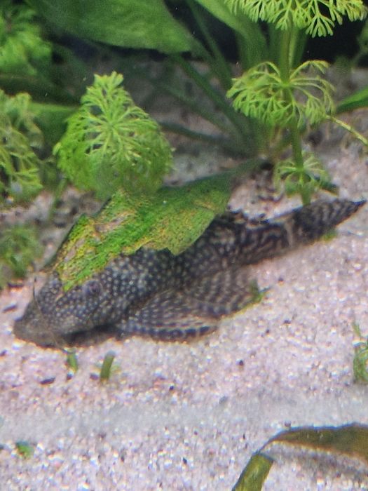 Peixe ancistrus (limpa vidros)