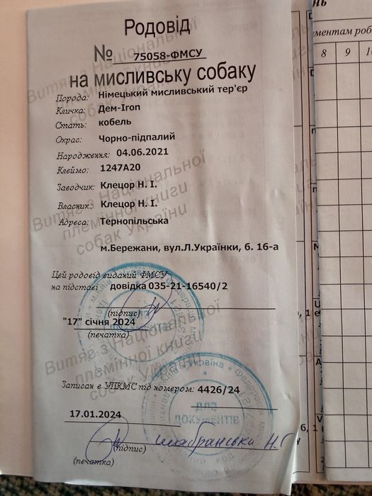 Цуценята Ягдтерєра!