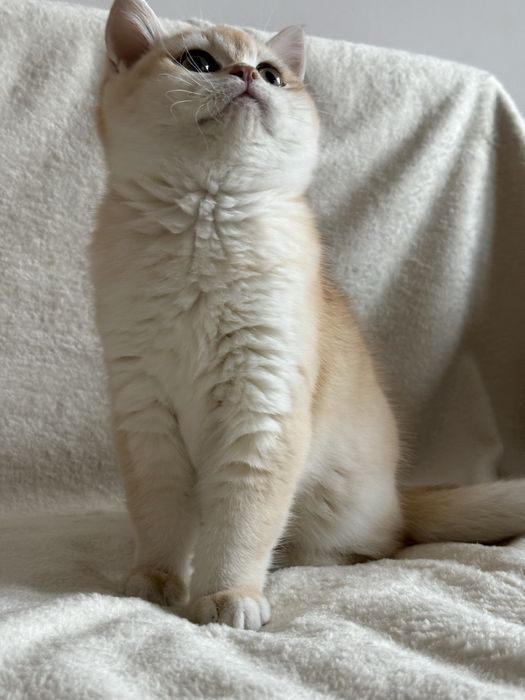 Chłopczyk brytyjski