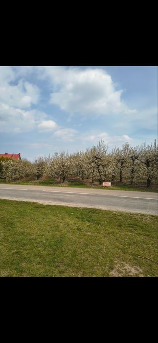 Sprzedam Sad Czereśniowy