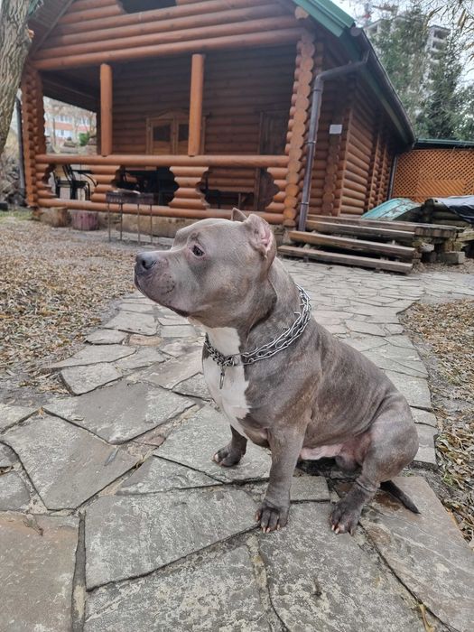 Вязка американский булли XL