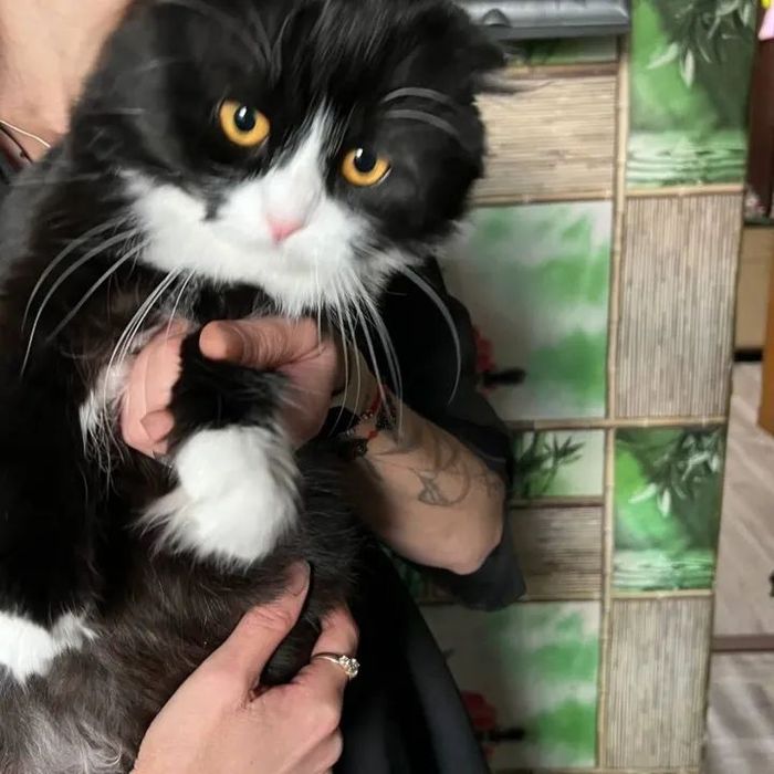 Котик висловухий красень