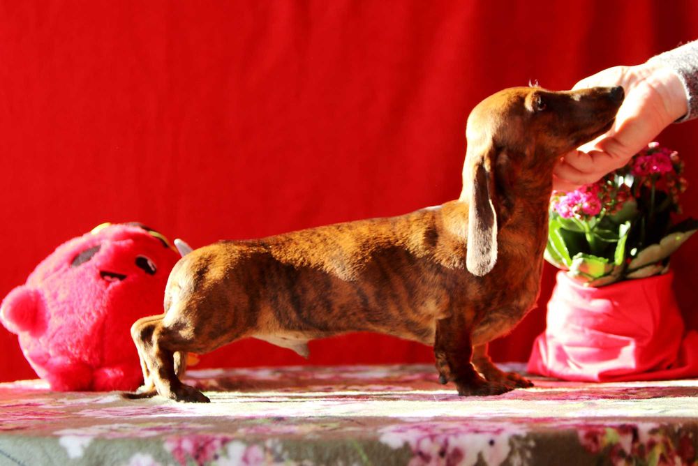 Jamnik króliczy krótkowłosy ZKwP/FCI cudny ALFIŚ