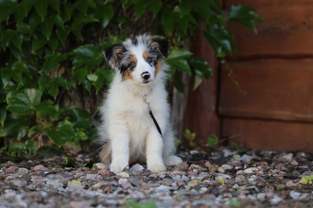 Border Collie szczeniak  suczka