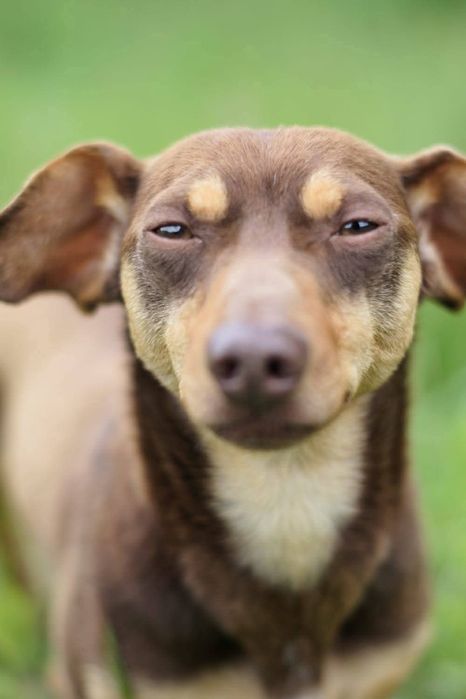 Tomek poleca się do adopcji