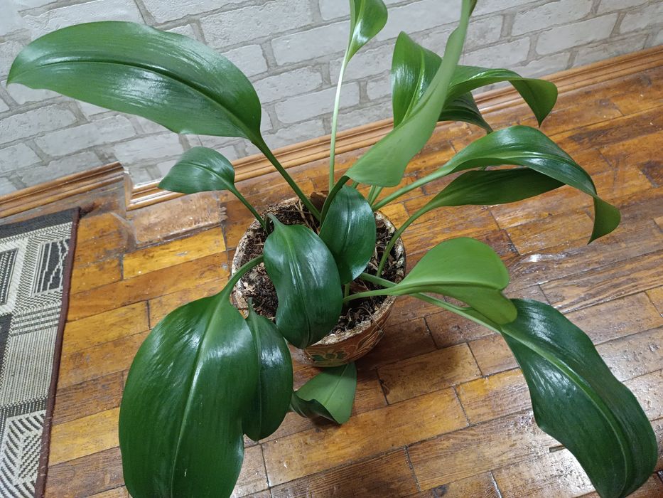 Прекрасні еухаріс, гемантус в подарунок