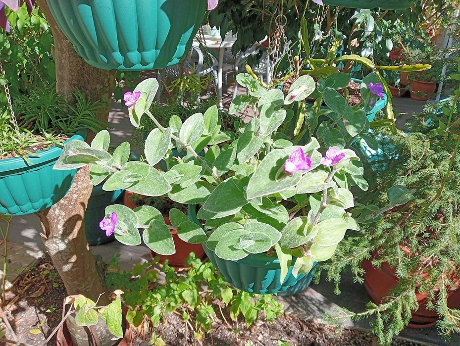 Planta natural super linda e fácil cuidar