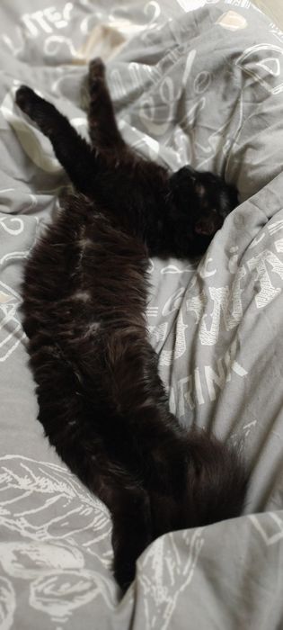 Киця Шуша шукає гарну сім'ю