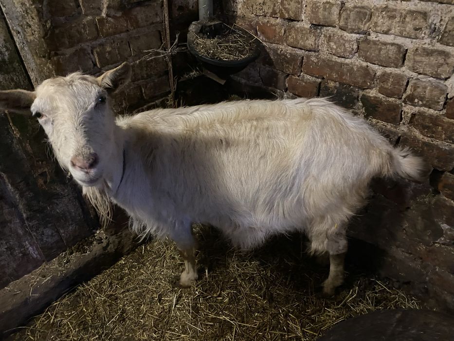 Продам козу новозеландську