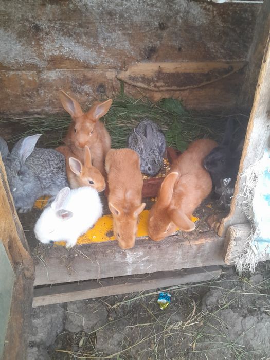 Різні породи кролів.