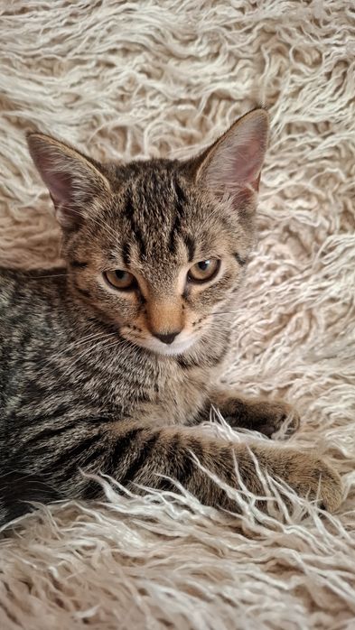 Róża 3,5 miesięczna przytulanka,adopcja.