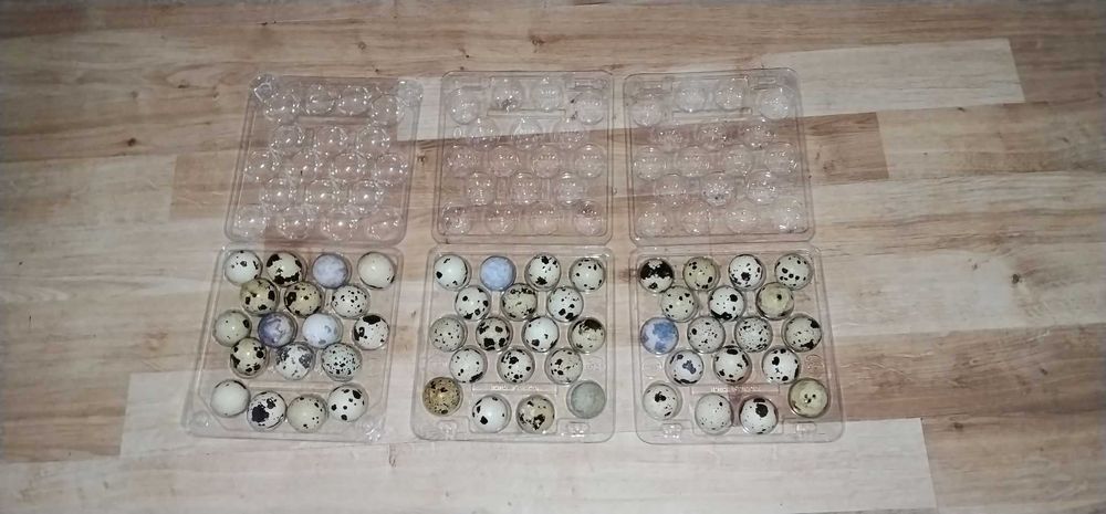 Jajka przepiórcze Faraon