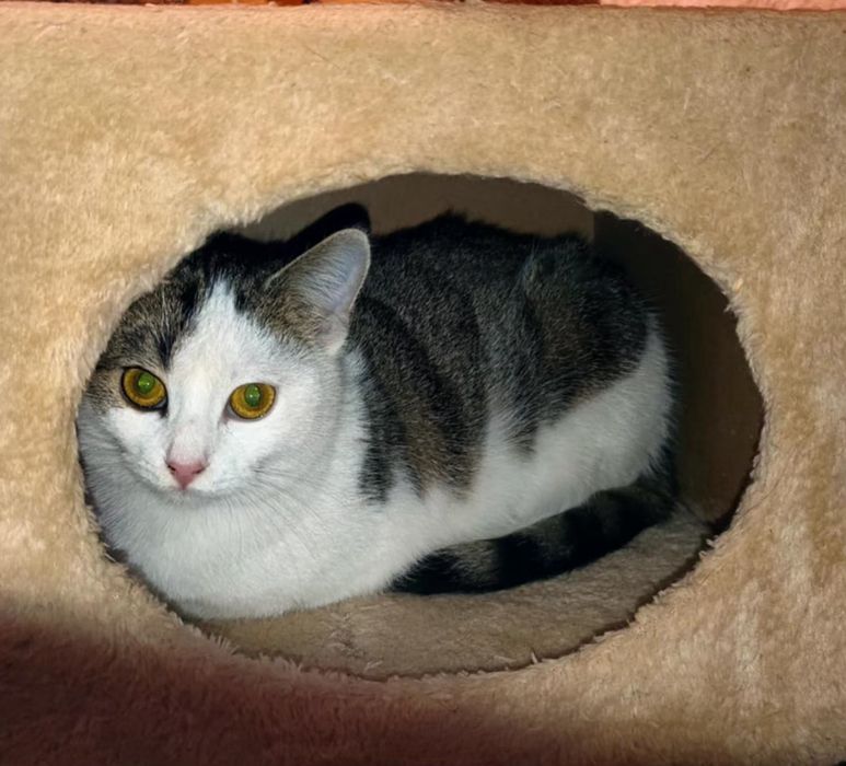 Kocie dziecko,Basia szuka kochajacego domku.