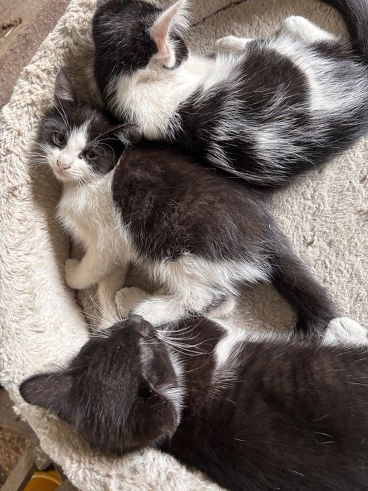 Kotki do adopcji