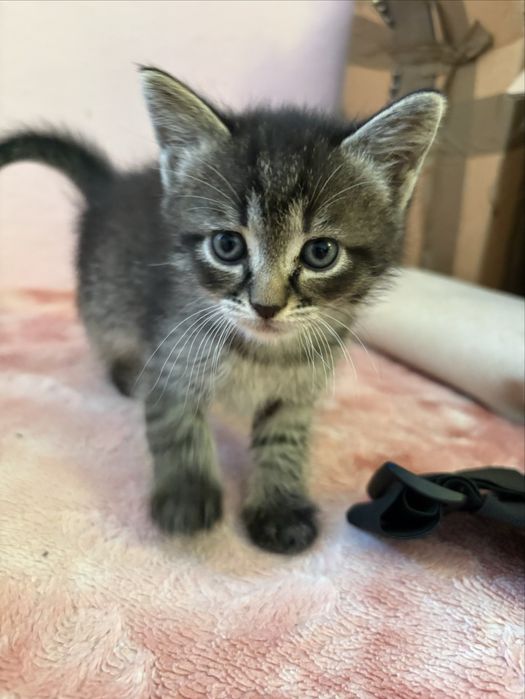 Кошенята, 2 місяці