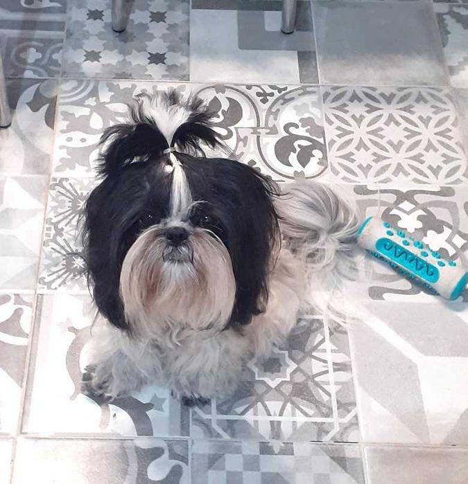 Śliczny piesek shih tzu tricolor z wielopok.rodowodem.