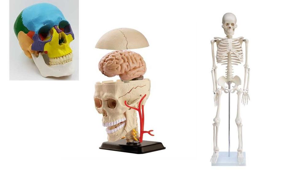 Череп макет розбірний/Скелет людини 45 см, 85см