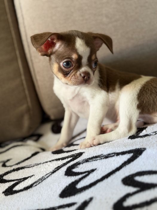 Chihuahua Krotkowlosa choco tricolor Monte