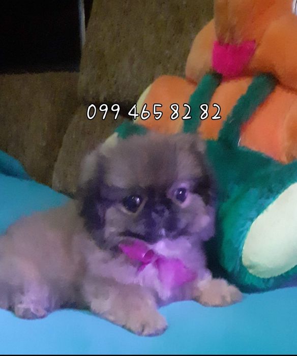 Малышка королевского пекинеса