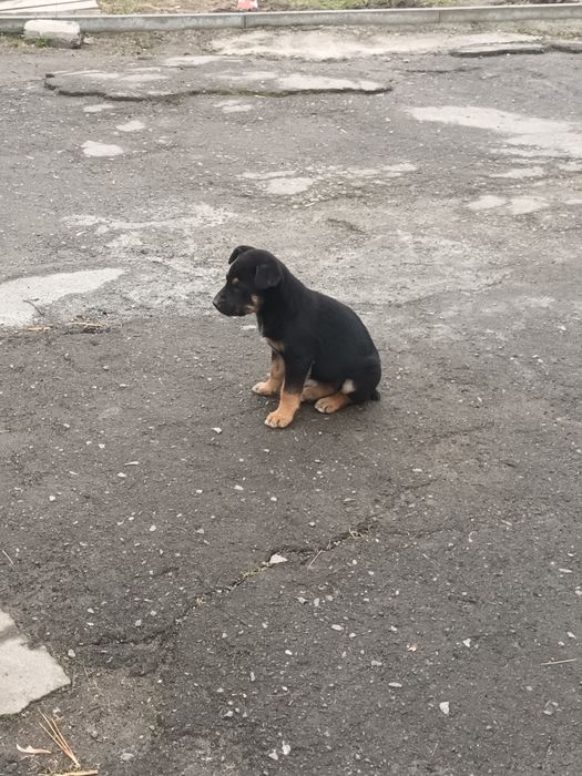 Віддам в добрі руки дівчинку )
